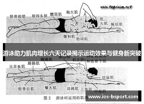 游泳助力肌肉增长六天记录揭示运动效果与健身新突破